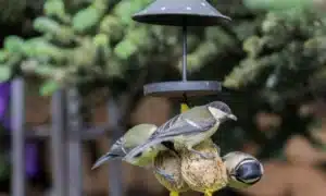 how to feed birds at home