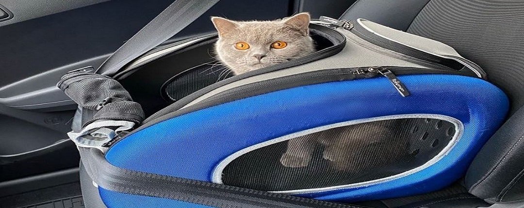Cat Car Seat