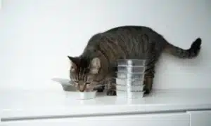Cats Put in Soft Drinks
