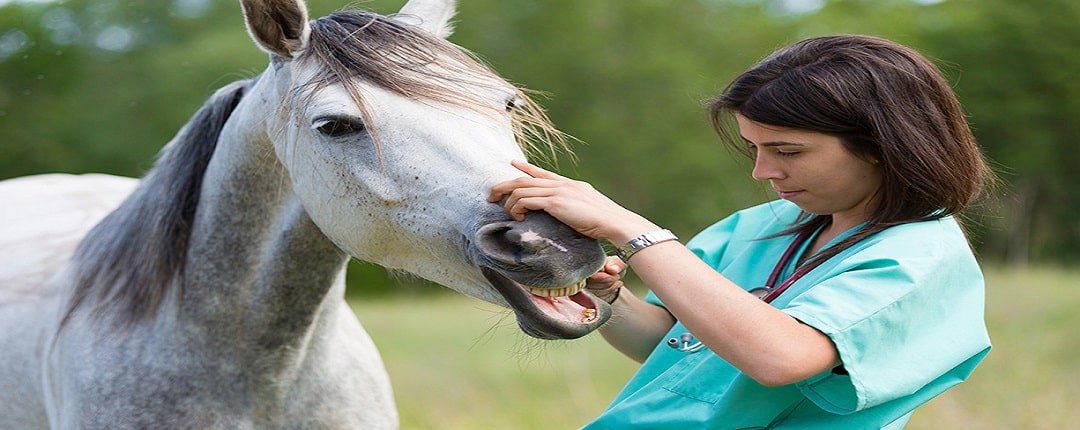 Horse Care