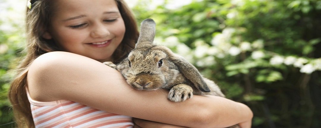 Rabbit Care