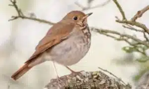 How Long Can A Bird Go Without Food
