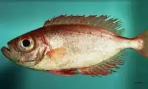 bigeyes fish