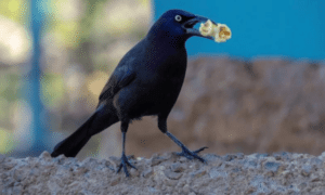 Birds Eat Popcorn