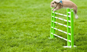 How High Can Rabbits Jump