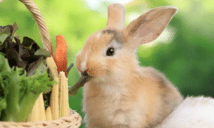 How Long Can A Rabbit Go Without Eating