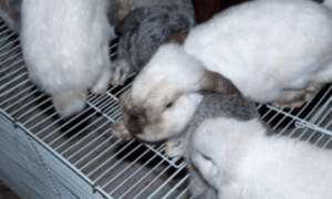 How Much To Neuter A Rabbit