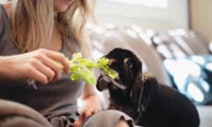 Can Rabbits Have Celery