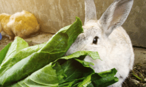 Can Rabbits Have Spinach