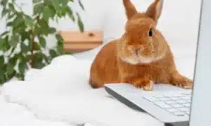 How Smart Are Rabbits