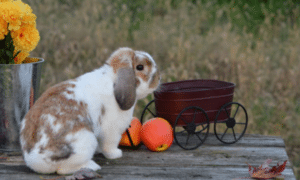 Can Rabbits Have Pumpkin