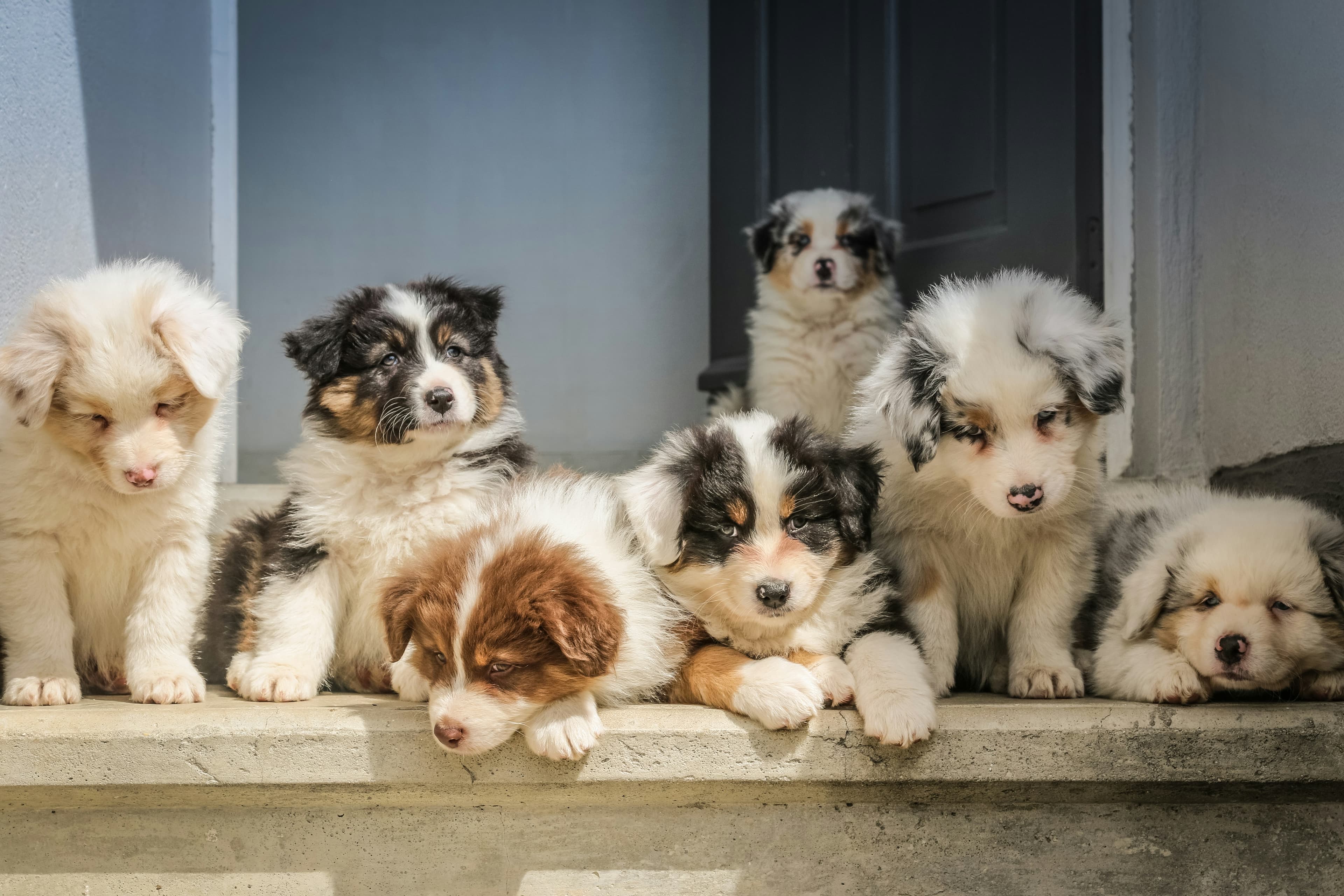 Are You Ready for a Puppy? An Honest Checklist Before You Commit
