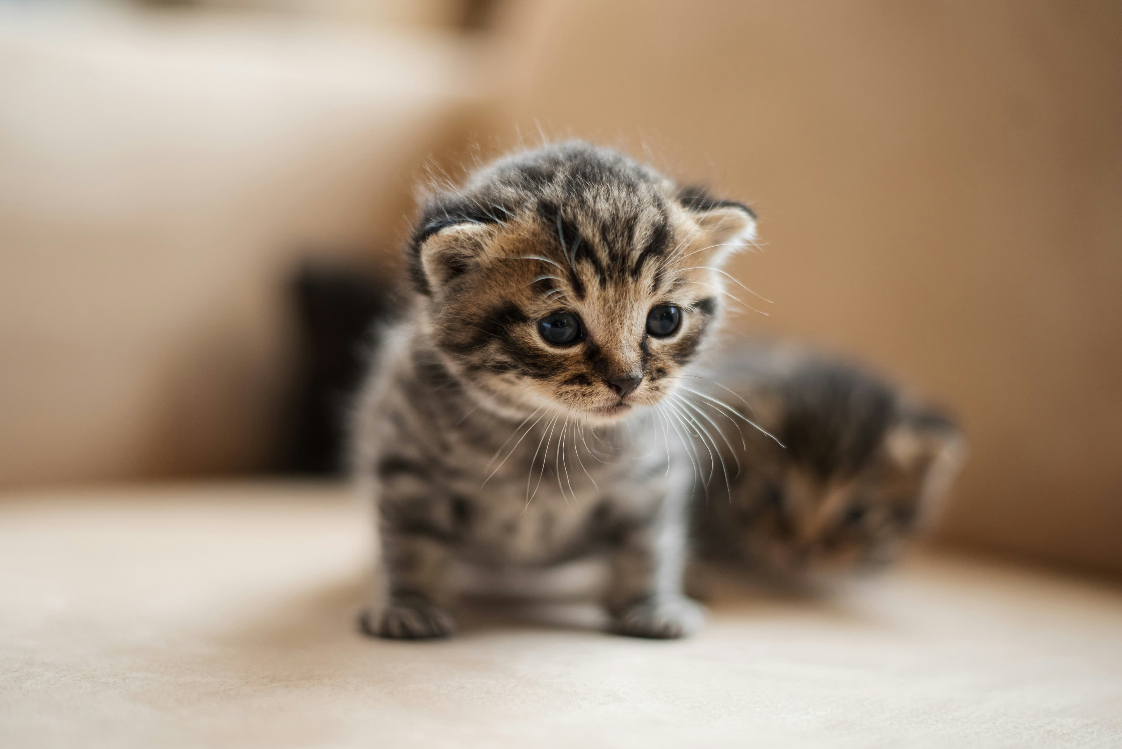 Are You Ready for a Cat? An Honest Checklist Before You Adopt