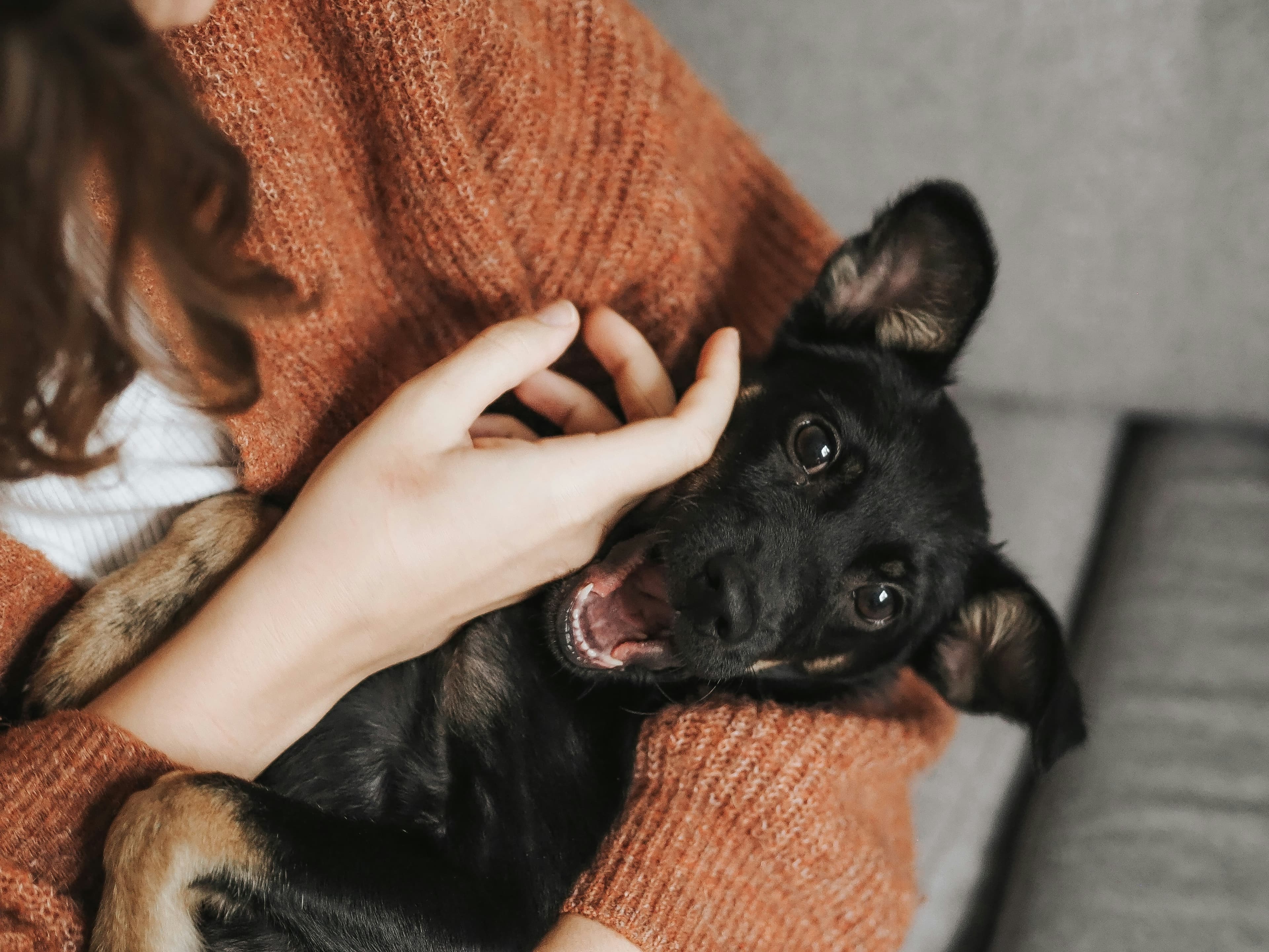 Adopt or Buy? An Honest Look at Where Your Dog Should Come From
