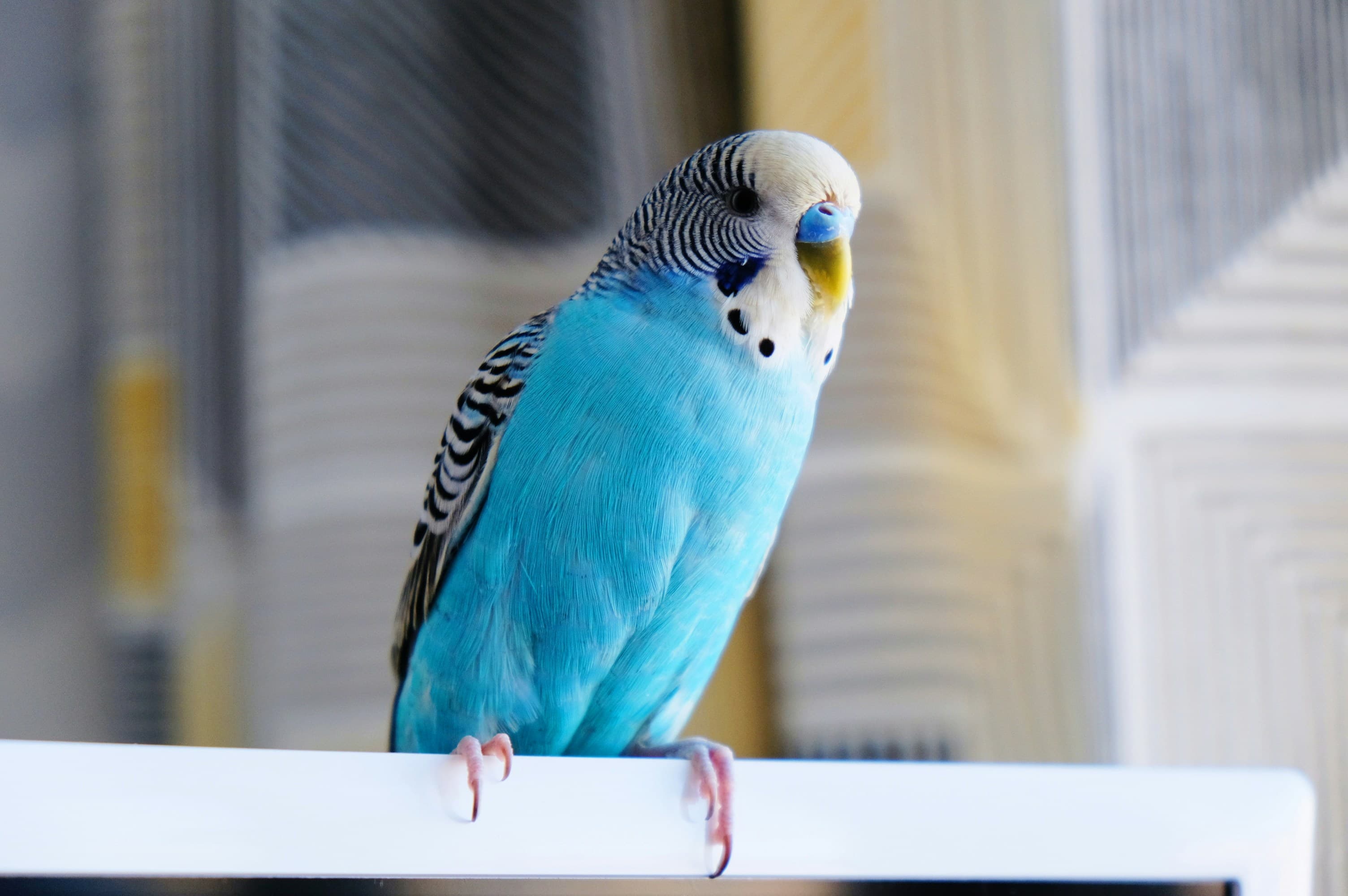 Are You Ready for a Parrot? An Honest Checklist Before You Commit