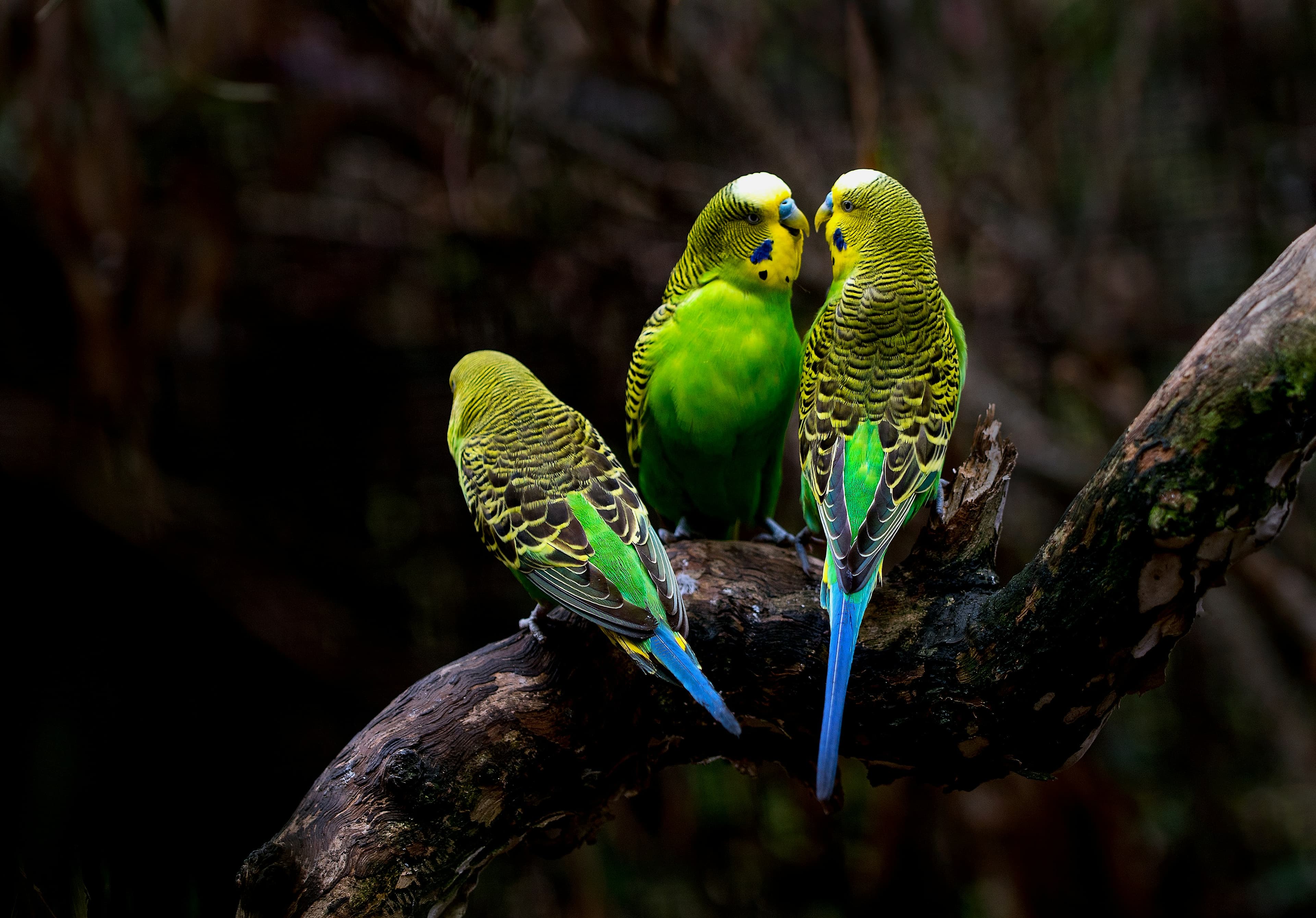 Best Beginner Bird Species: A Realistic Guide