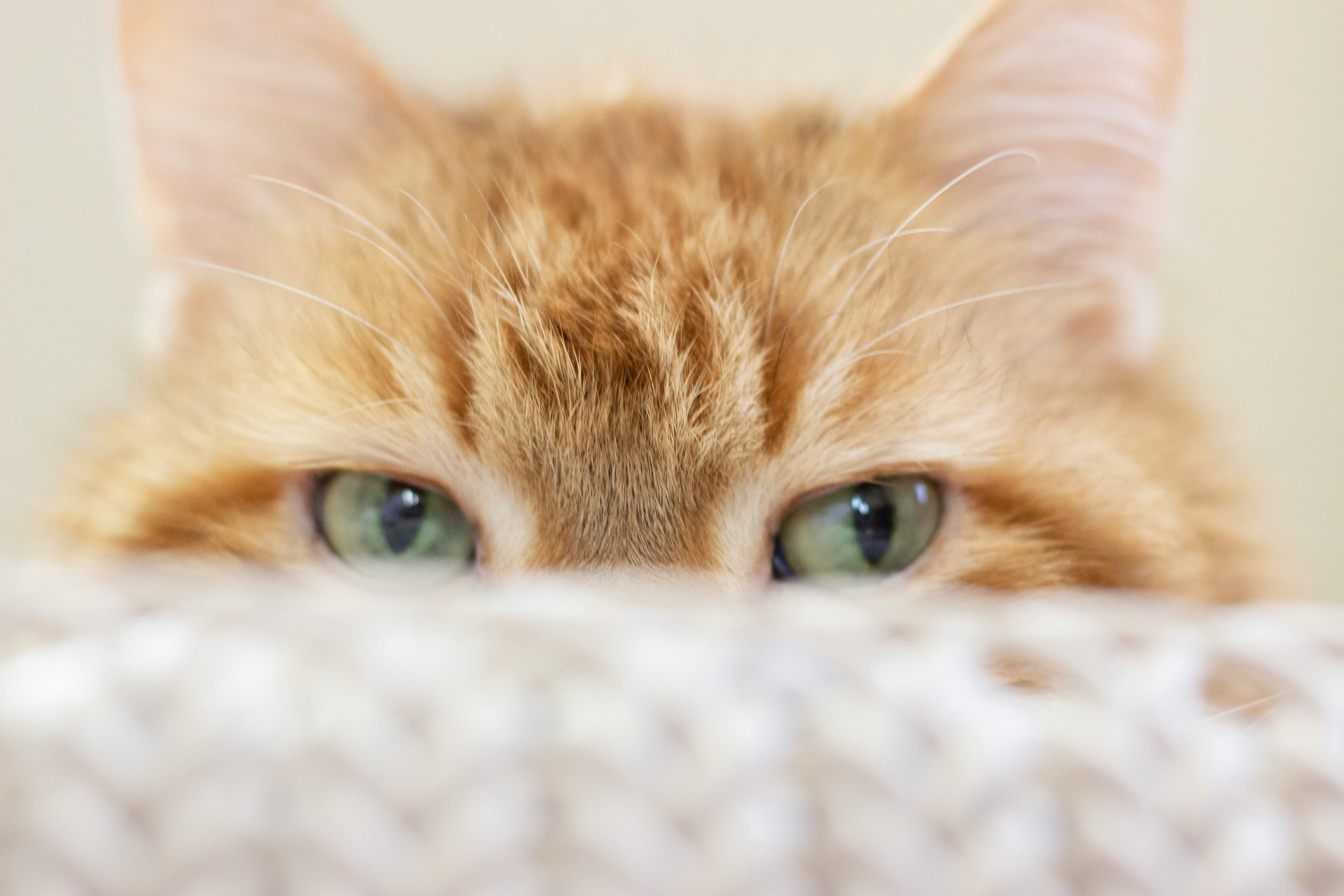 First 48 Hours With a New Cat: A Practical Guide