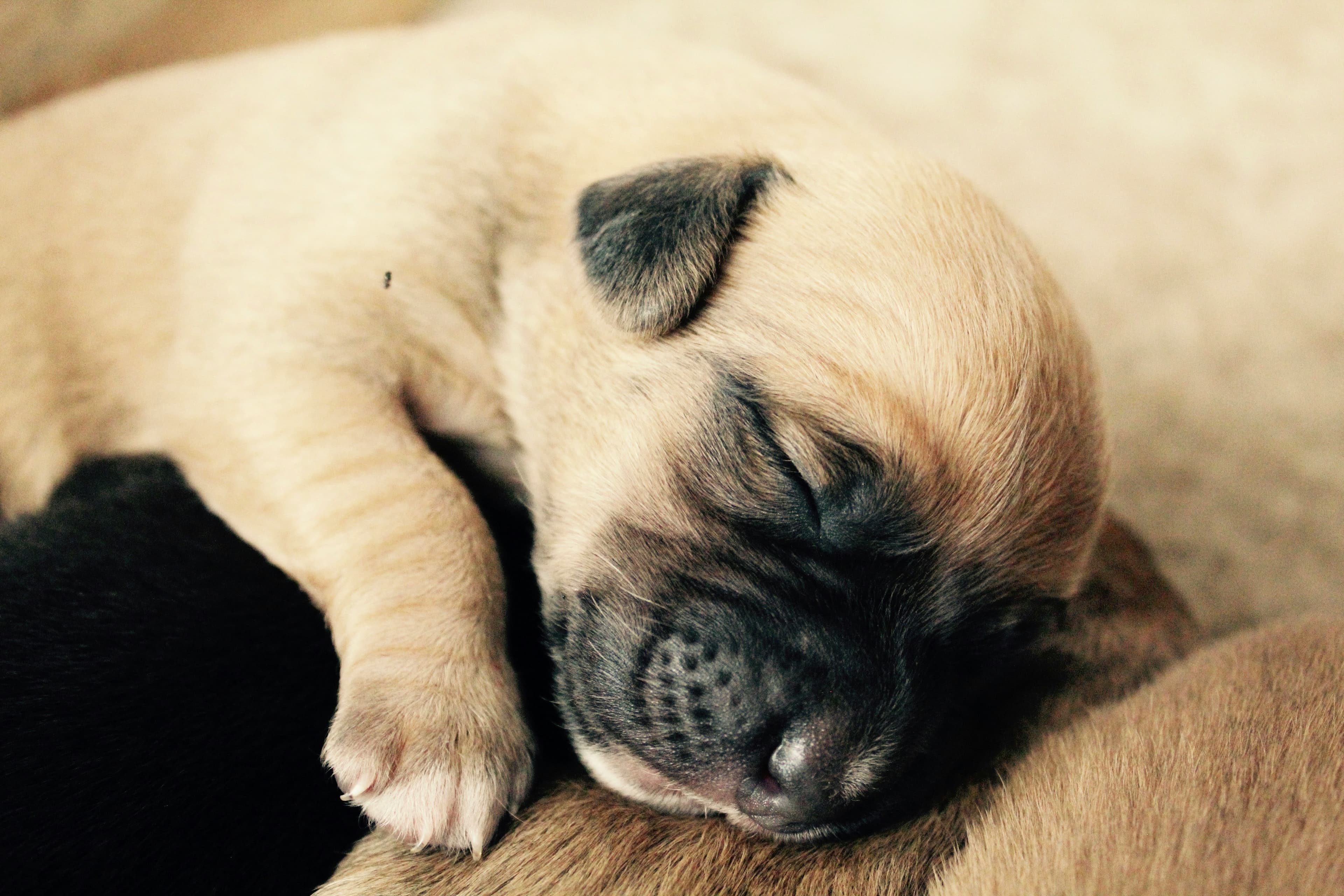 First 48 Hours With a New Puppy: A Practical Guide