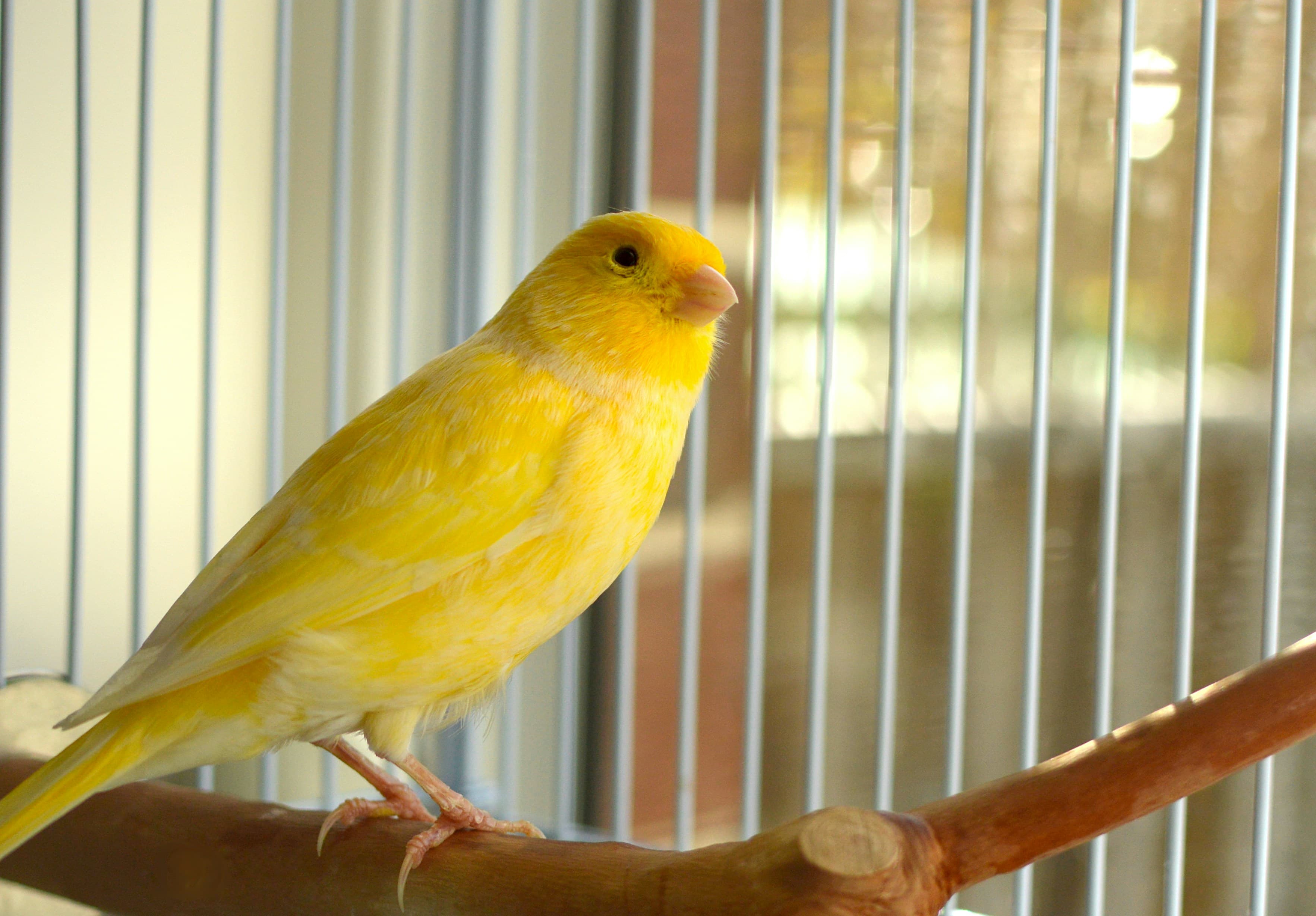 First Week With a New Bird: A Practical Guide