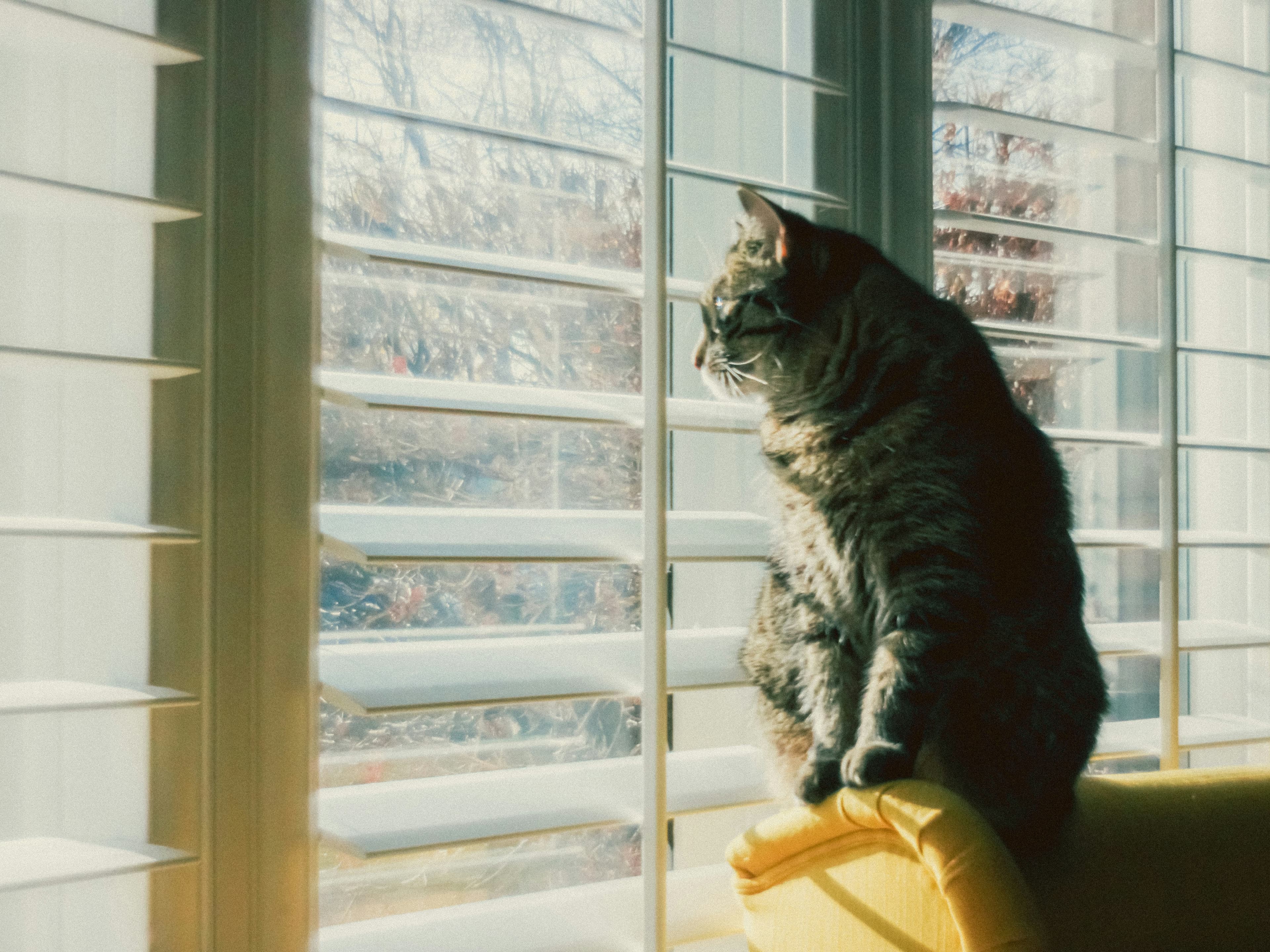 When to Worry: Warning Signs in the First Weeks With a New Pet