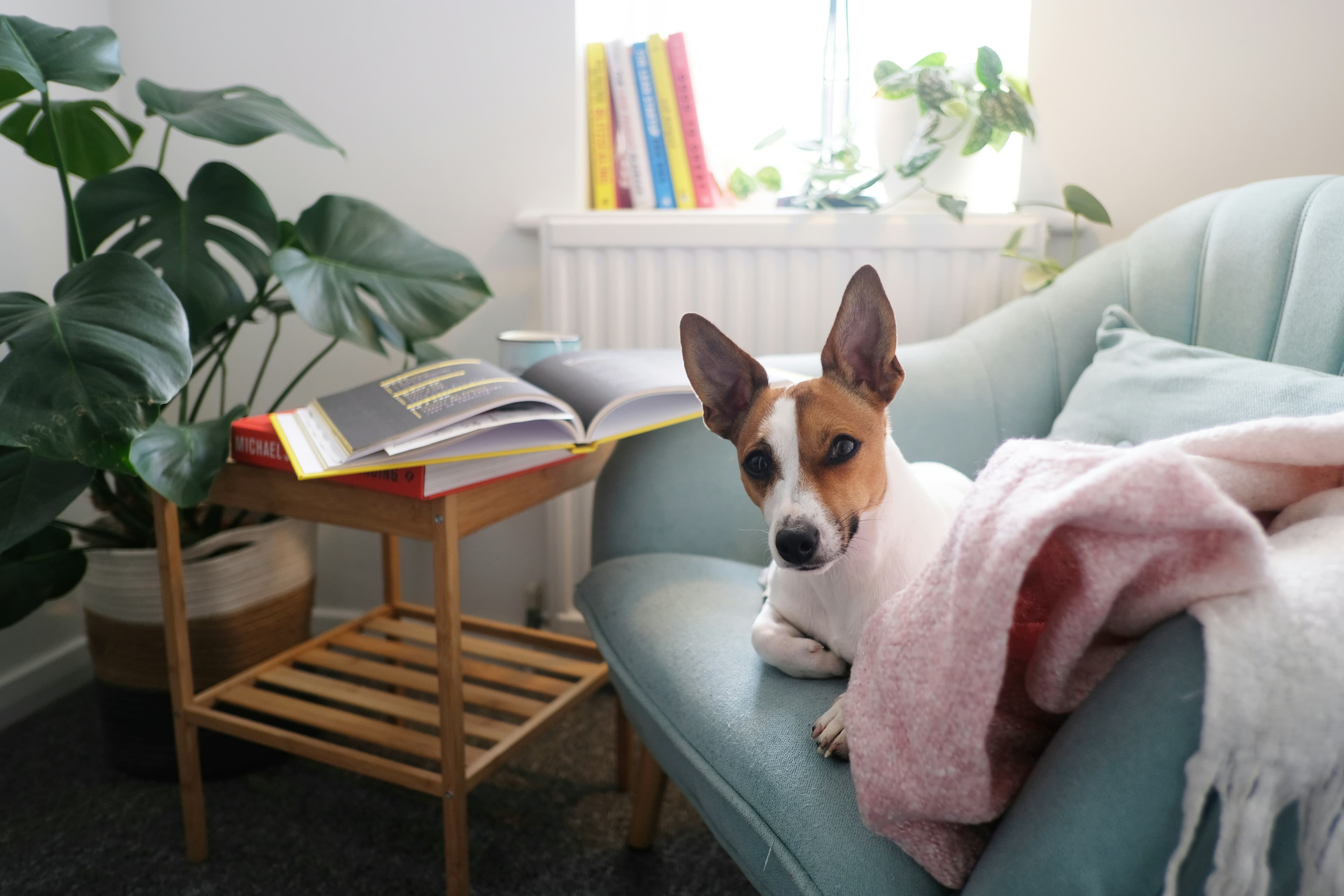 Rescue Dog or Breeder Puppy: What You Only Learn After You Choose