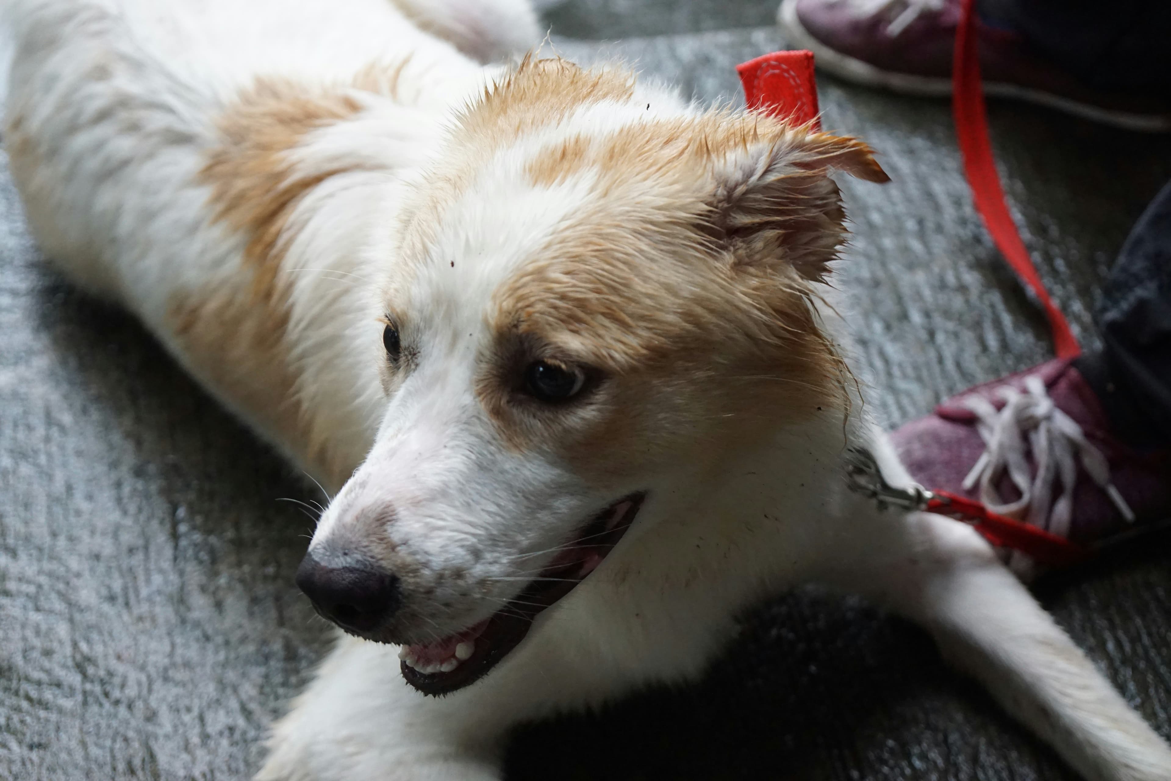 First Week with a Rescue Dog: The 3-3-3 Rule in Practice