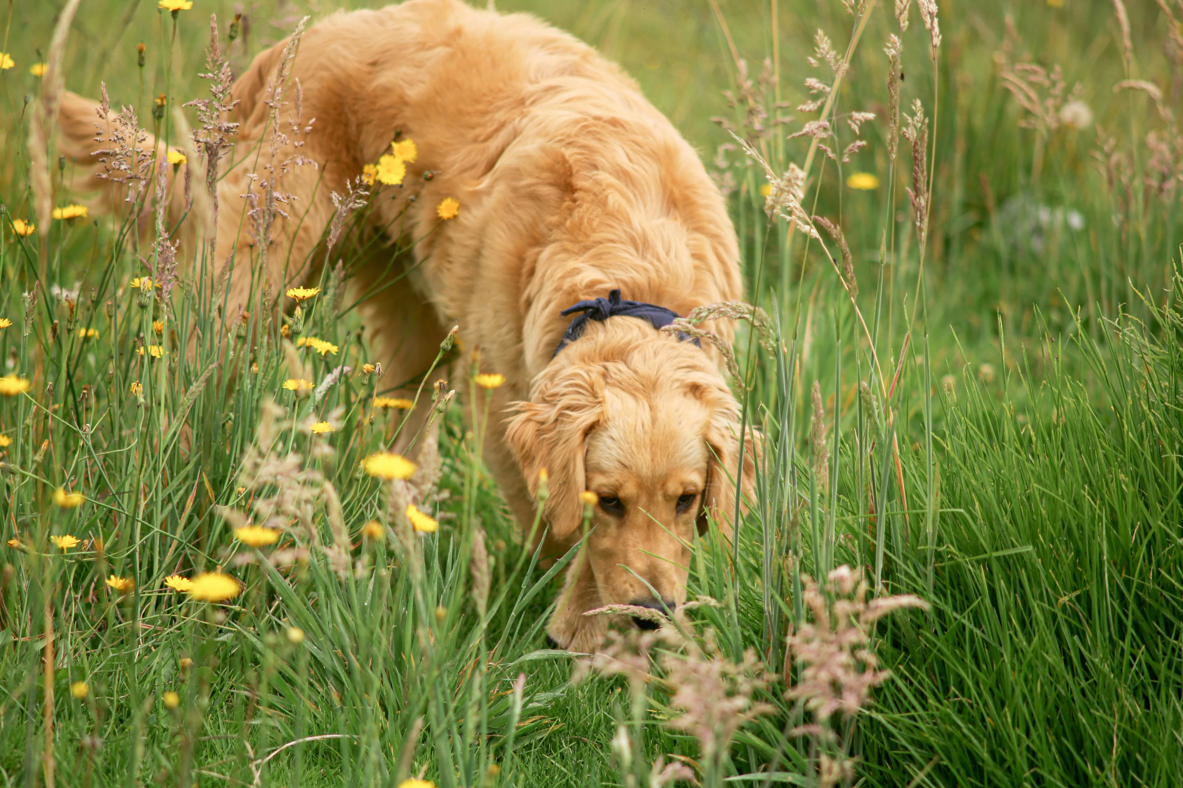 Why Dogs Eat Grass: The Real Reasons (and When to Worry)