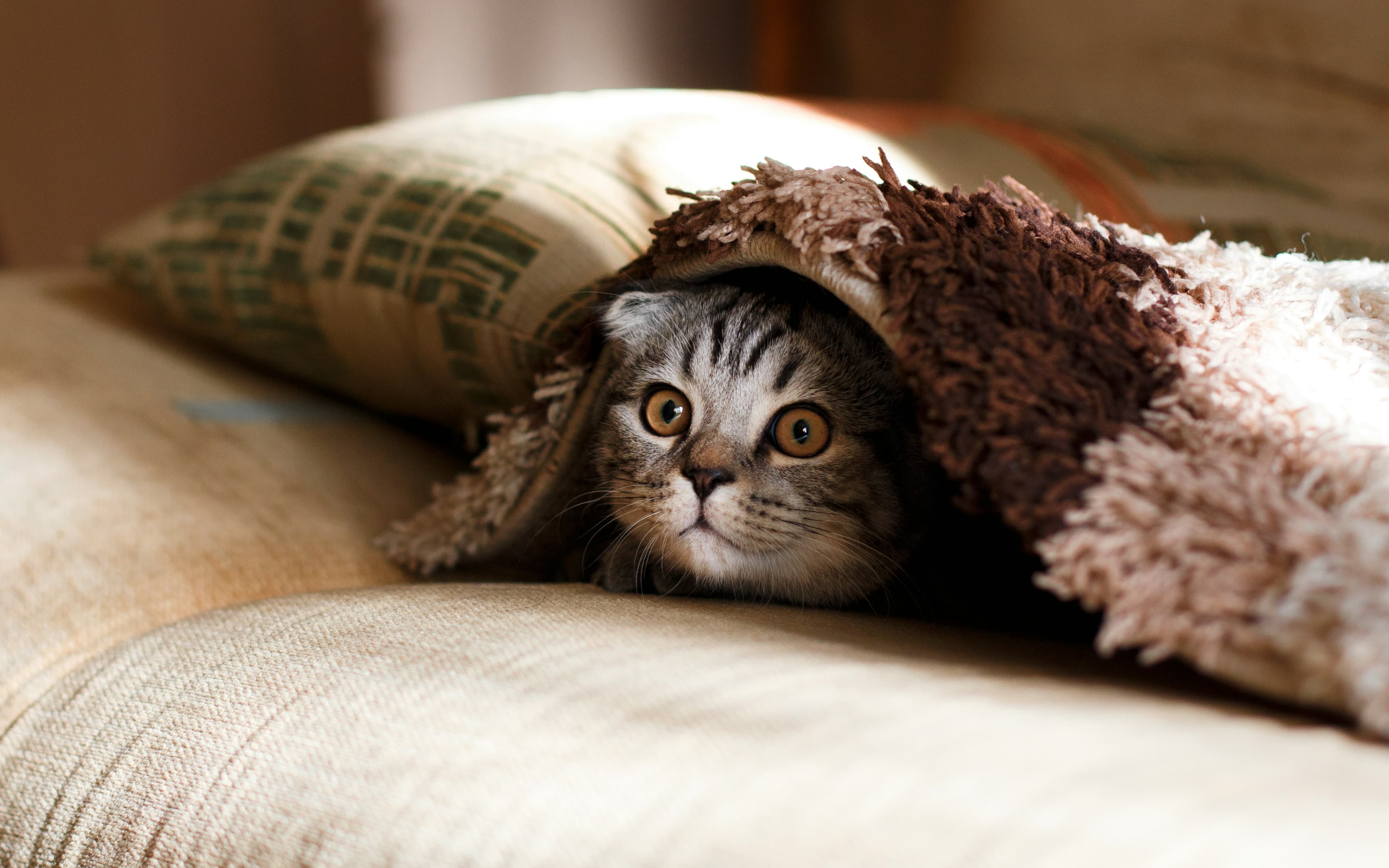 First Week with a Rescue Cat: Why Hiding Isn't a Problem