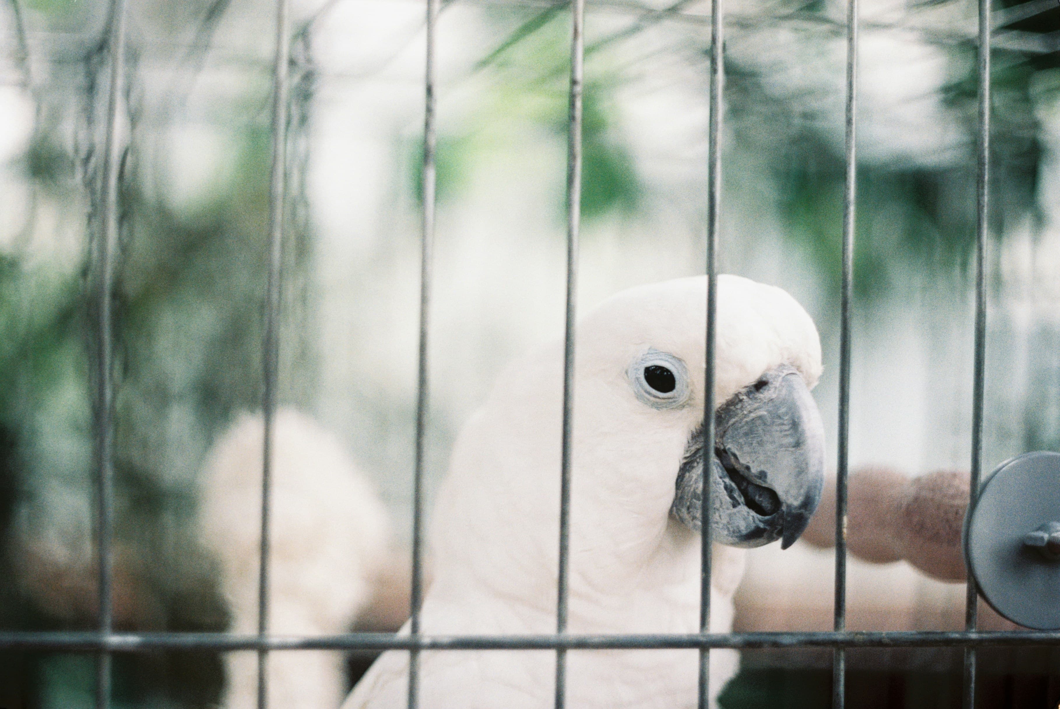 Getting a Bird? Here Are the Mistakes Nobody Warns You About