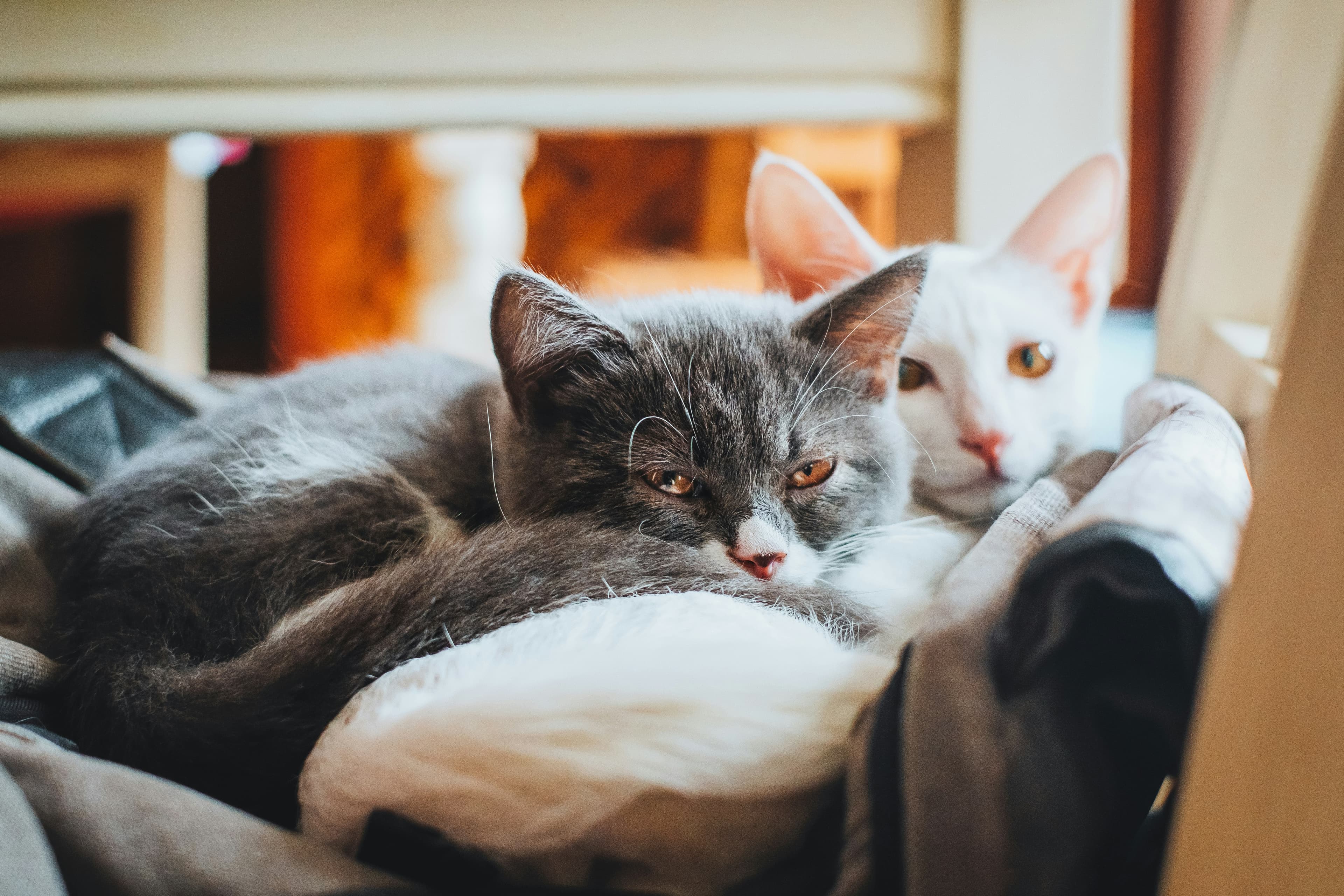 Two Cats, One House: The Introduction Timeline Nobody Wants to Follow