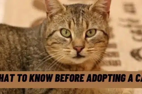 What To Know Before Adopting A Cat