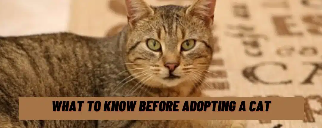 What To Know Before Adopting A Cat