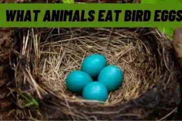 What Animals Eat Bird Eggs