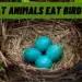 What Animals Eat Bird Eggs