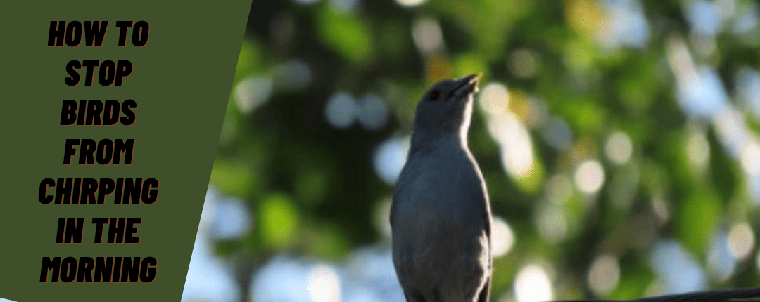 how to stop birds from chirping in the morning