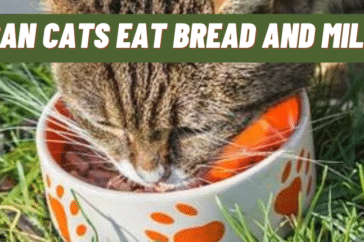 Can Cats Eat Bread And Milk