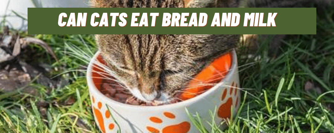Can Cats Eat Bread And Milk