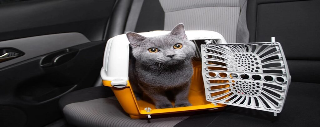 Cat Car Seat