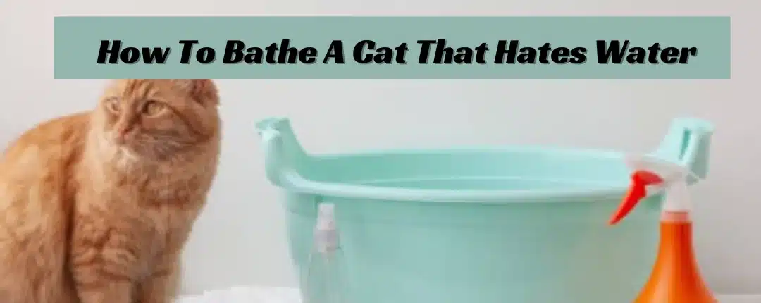 How To Bathe A Cat That Hates Water