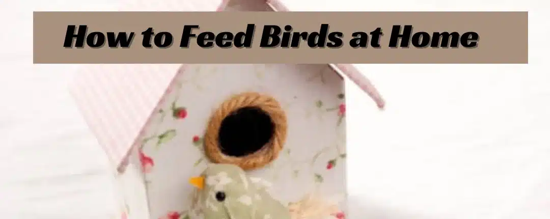 How to Create a Bird Friendly Haven at Home