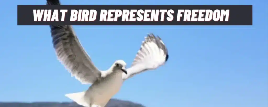 what bird represents freedom