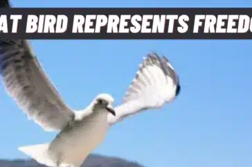 what bird represents freedom