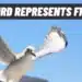 what bird represents freedom