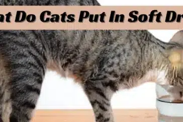 What Do Cats Put In Soft Drinks