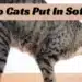 What Do Cats Put In Soft Drinks