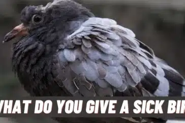 What Do You Give A Sick Bird