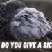 What Do You Give A Sick Bird