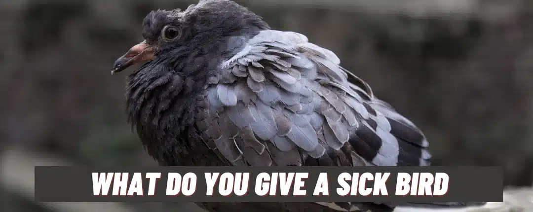 What Do You Give A Sick Bird