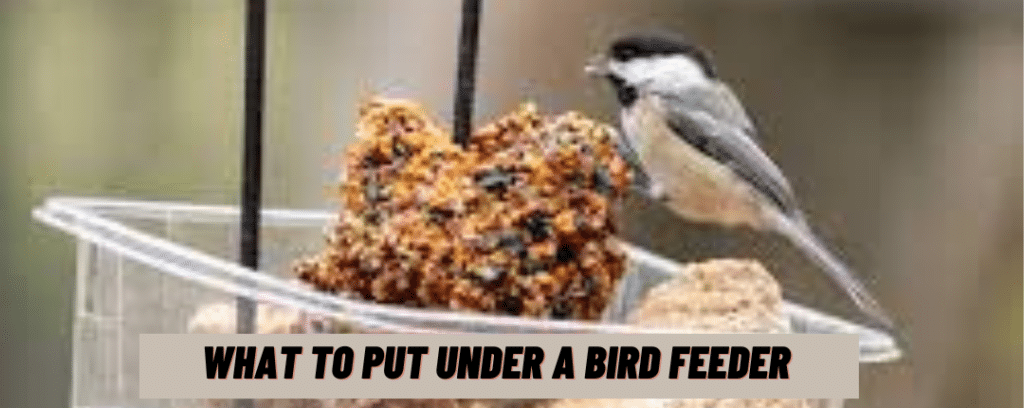 What To Put Under A Bird Feeder