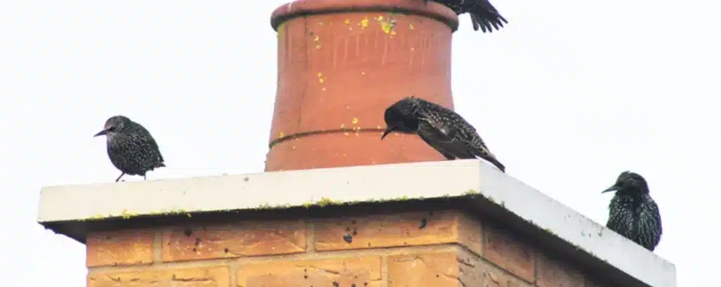 How Long For A Bird Stuck In Chimney To Die